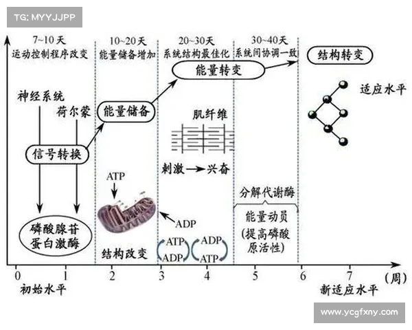 基于训练周期优化的运动表现提升策略与恢复方法研究